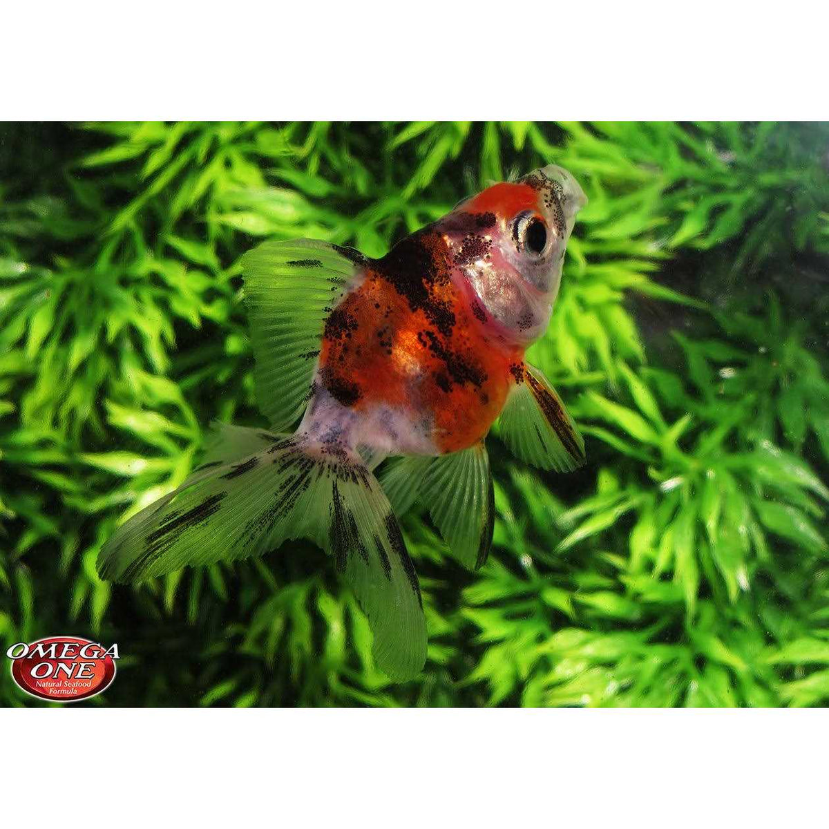 Medium Sinking Goldfish Pellets Y200