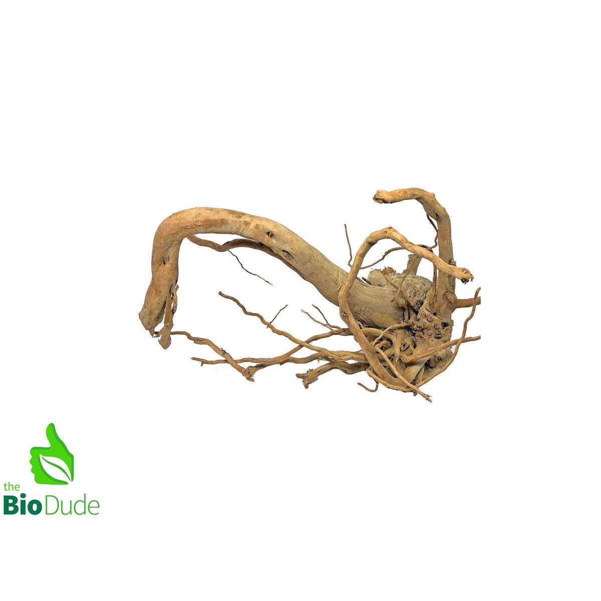 Spider Wood I657