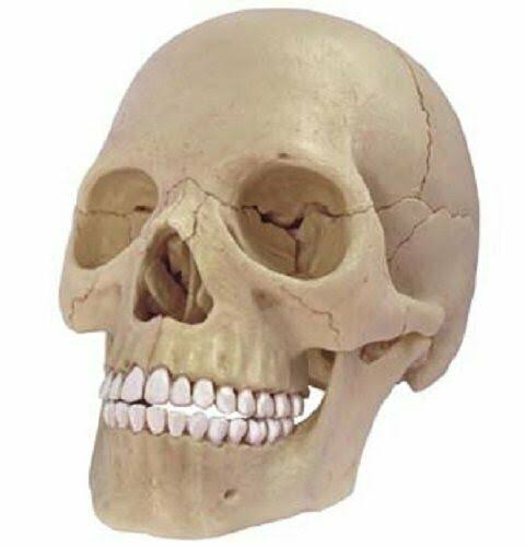 4D Vision Human Anatomy Skull Anatomical Model K674694