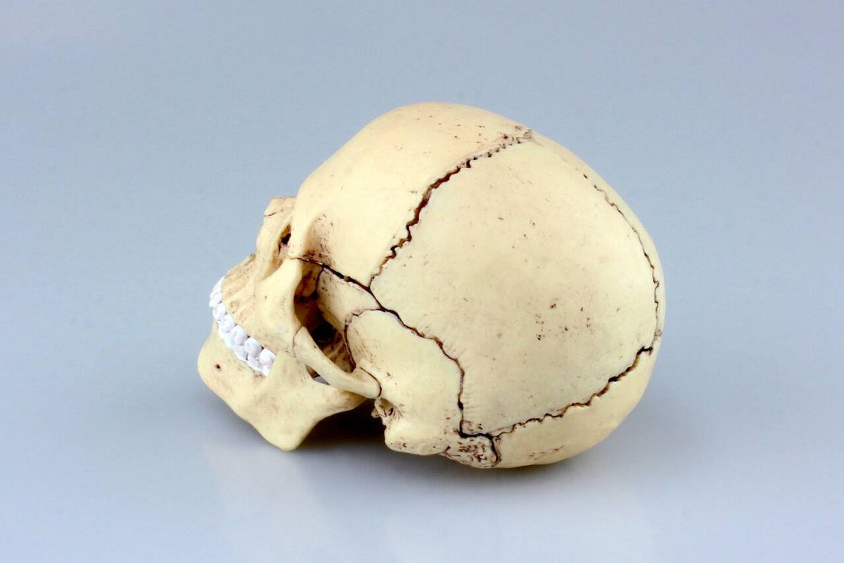 4D Vision Human Anatomy Skull Anatomical Model K674694