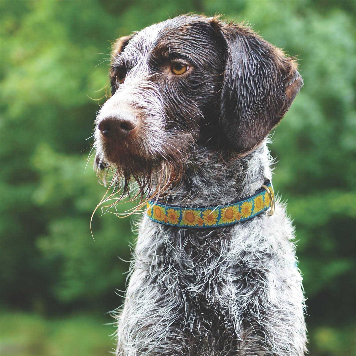 Sunflower Dog Collar Y6876