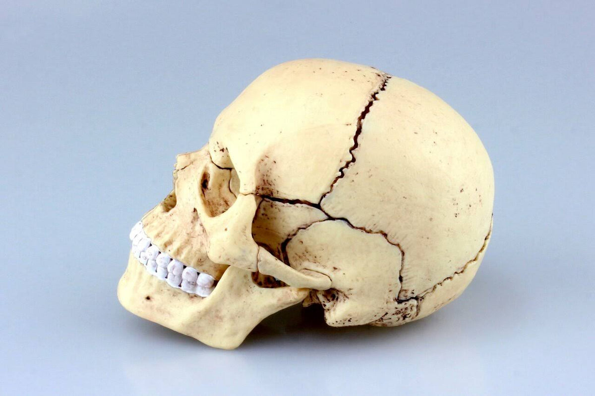 4D Vision Human Anatomy Skull Anatomical Model K674694