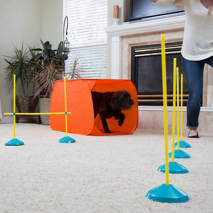 Indoor Dog Agility Kit Q62745
