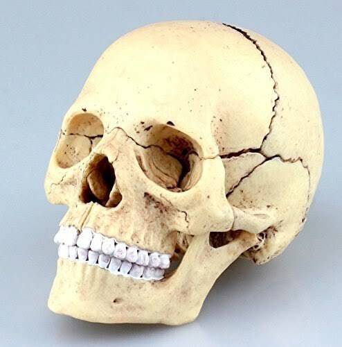 4D Vision Human Anatomy Skull Anatomical Model K674694