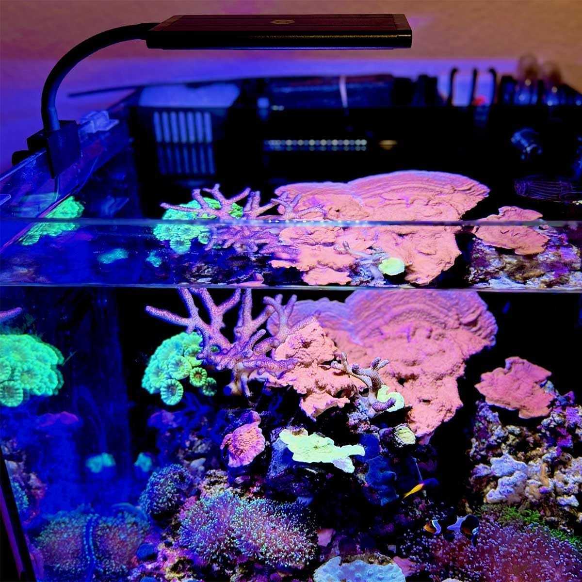 Orbit Marine NANO LED Light with Gooseneck Mount & Dynamic Controller O2081