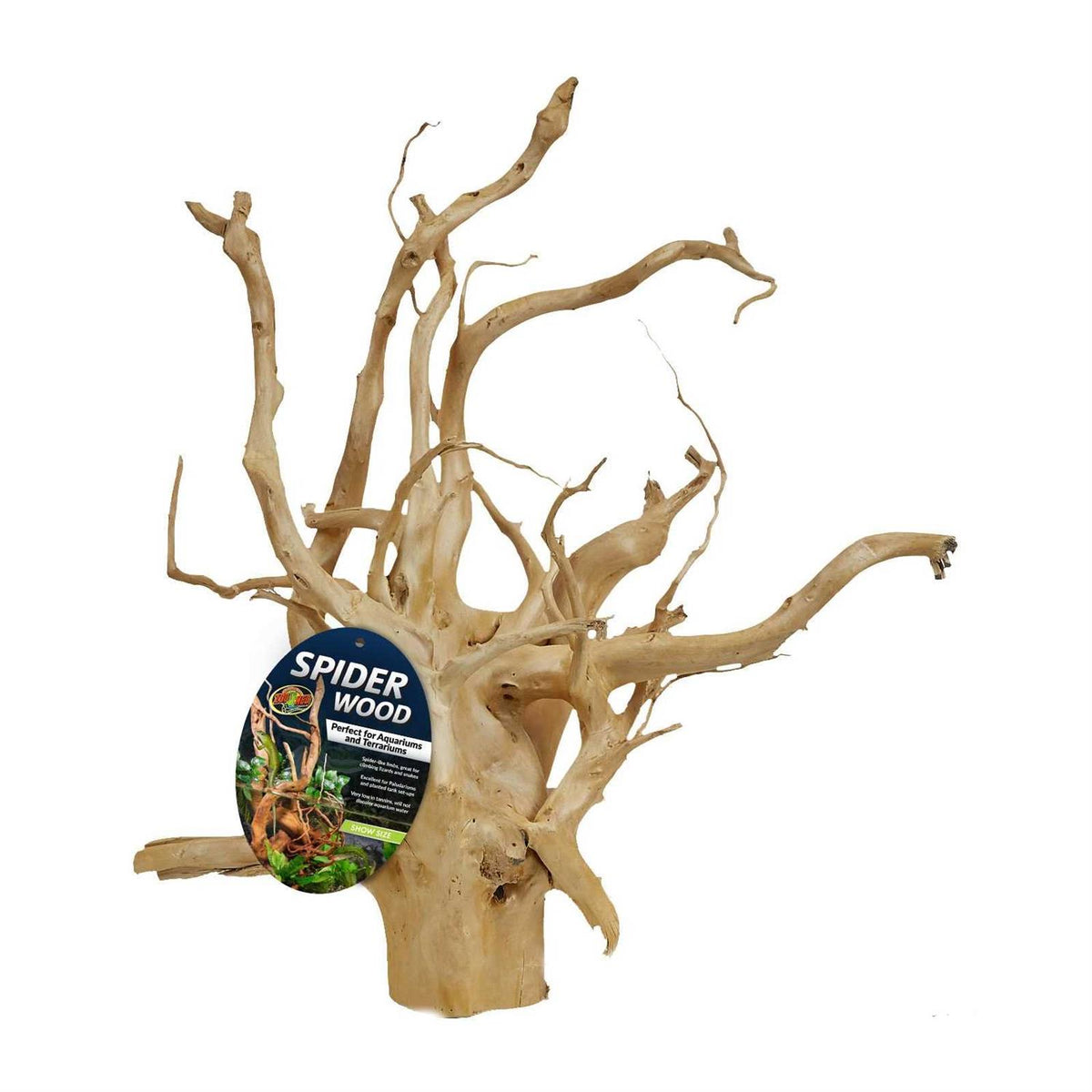 Spider Wood I657