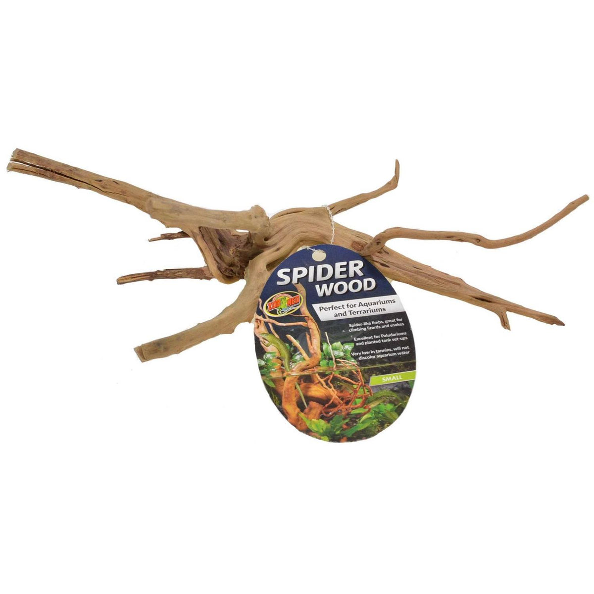 Spider Wood I657