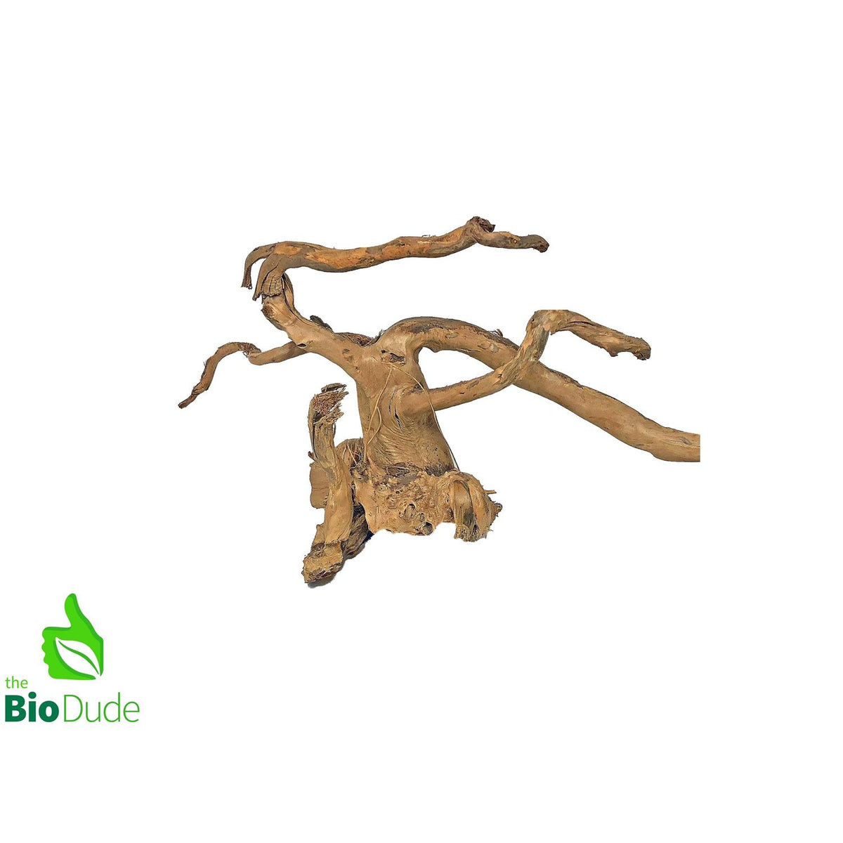 Spider Wood I657