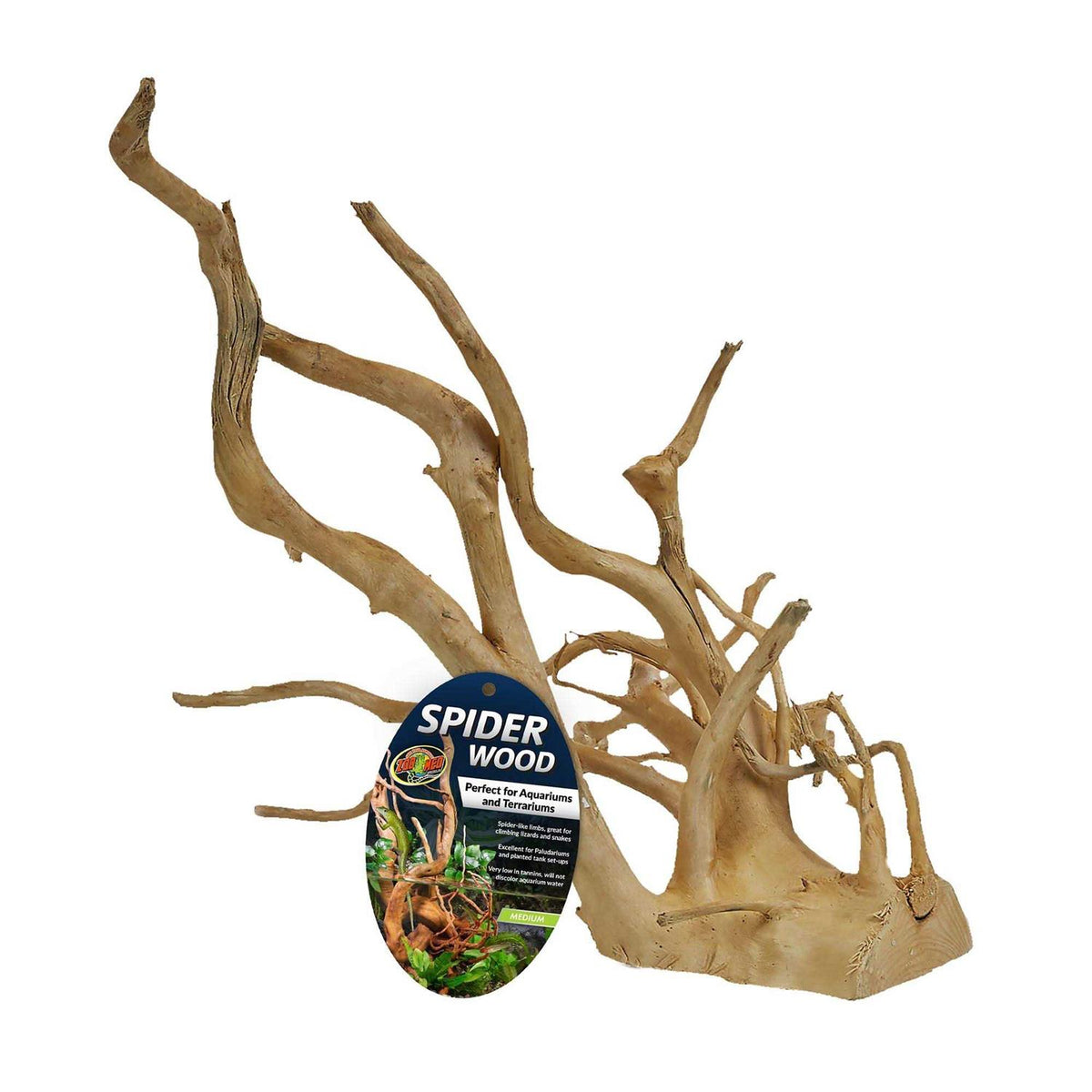 Spider Wood I657