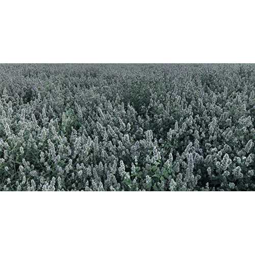 Catnip Tea Bags 50 F69337