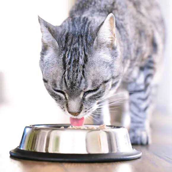 Cat Food E860973