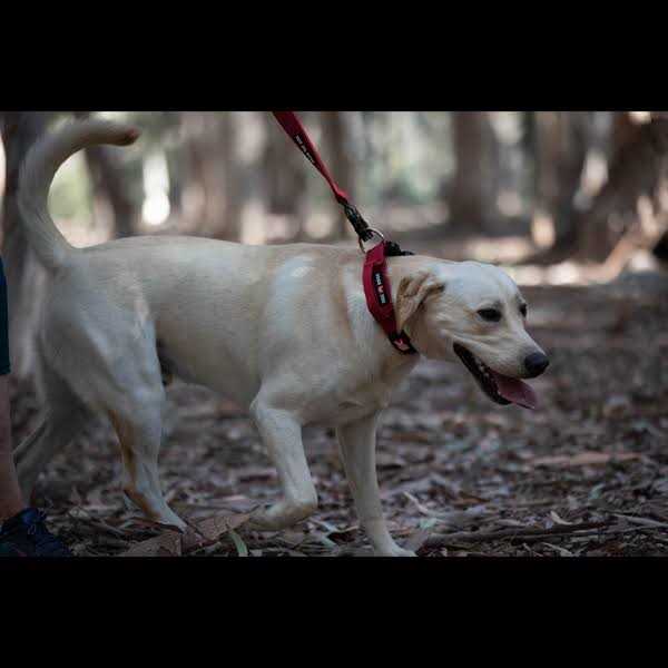 Tactical Leash U2433