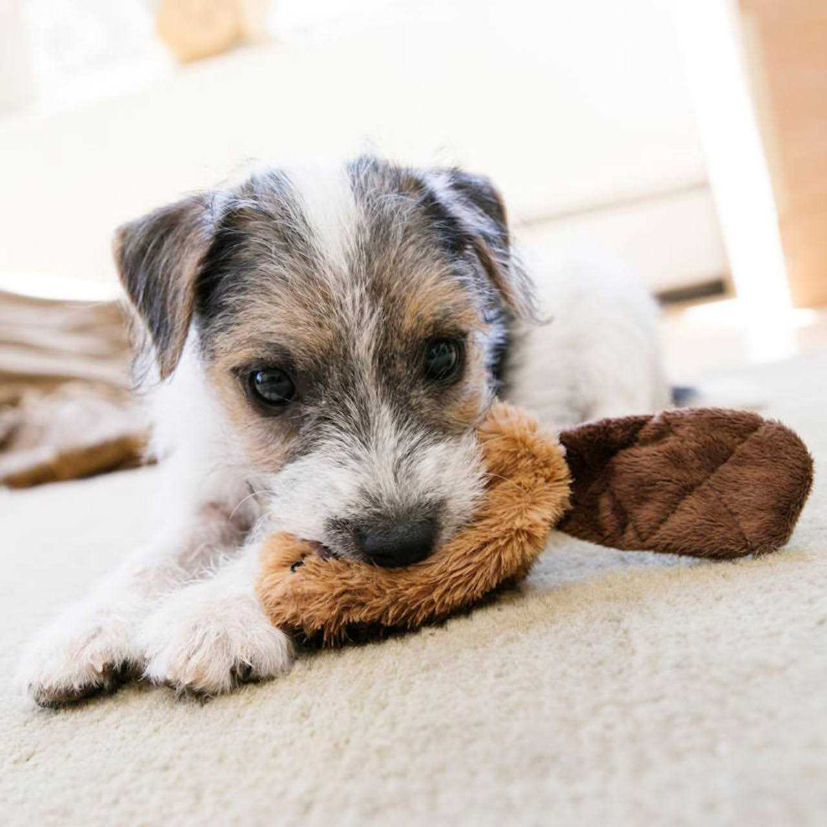 Beaver Dog Toy D9390