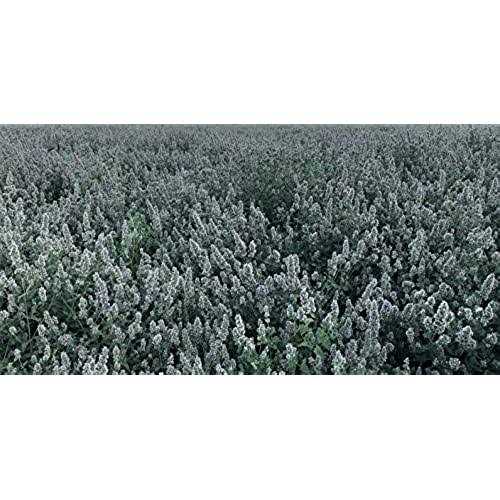 Catnip Tea Bags 50 F69337